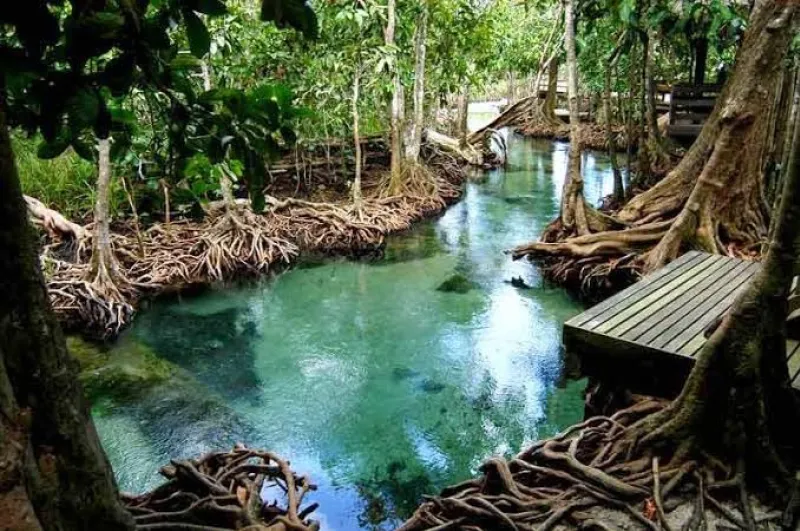 Bang Thong Temple + Tha Pom Khlong Song Nam + Khlong Hrud (Clear Water Canal)